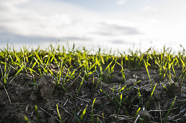 포토 JPG 해외이미지 식물 계절 음식 백그라운드 잎 밭 농업 자연 하늘 새로움 건강 씨앗 풍경 사람없음 초록색 여름 농작물 햇빛 농장 농경지 새싹 환경 흙 봄 성장 시골 신선 낟알 땅 시리얼 밀 유기농 보리 먼지 내추럴 모종 밭일 줄서기 호밀 세련 귀리 해외202004 해외포토 웰빙 산업 컬러 컨셉 모션 곡류 태양 생태계 파일형식 이미지허브