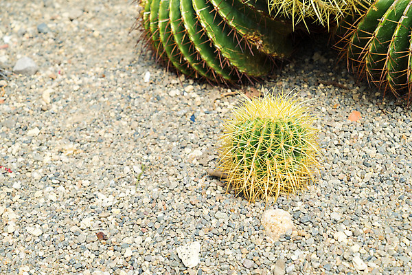 포토 JPG 해외이미지 식물 자연 선인장 사람없음 초록색 정원 사막 벚꽃 오르간 척추 해외202004 해외포토 꽃 컬러 뼈 건반악기 생태계 파일형식 이미지허브