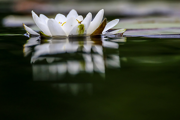 포토 JPG 해외이미지 식물 계절 공원 꽃잎 꽃 호수 백그라운드 잎 꽃무늬 자연 휴식 사람없음 야외 초록색 물 강 반사 노란색 환경 정원 봄 벚꽃 흰색 물방울 연못 개화 명상 녹색배경 내추럴 라트비아 이국적 해외202004 해외포토 자연요소 공공시설 컬러 컨셉 무늬 북유럽 생태계 파일형식 이미지허브