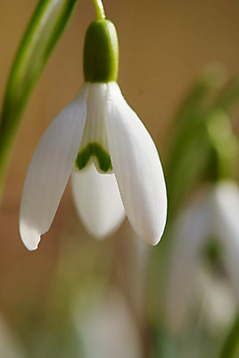 포토 JPG 해외이미지 꽃 사람없음 아웃포커스 스노드롭 해외202004 해외포토 식물 촬영기법 파일형식 이미지허브
