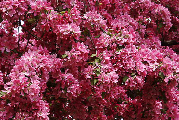 포토 JPG 해외이미지 나무 식물 계절 꽃 선 분홍색 백그라운드 잎 꽃무늬 자연 동양인 사람없음 햇빛 고요 봄 벚꽃 나뭇가지 신선 체리 묘사 부드러움 강렬 해외202004 해외포토 컬러 무늬 과일 인종 태양 감각 생태계 파일형식 이미지허브