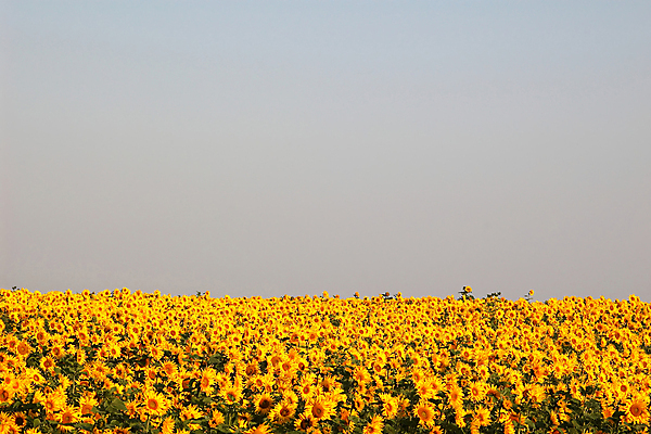 포토 JPG 해외이미지 꽃잎 꽃 줄기 꽃다발 잎 꽃무늬 패턴 밭 농업 자연 하늘 해바라기 프레임 건강 사람없음 야외 초록색 파란색 빛 농작물 햇빛 태양 약 노란색 머리 봄 활발 에너지 성장 재산 꽃집 오브젝트 해외202004 해외포토 자연요소 식물 계절 산업 컬러 컨셉 무늬 의학 신체부위 금융 상점 생태계 파일형식 이미지허브