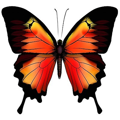 EPS 해외이미지 동물 디자인 나비 곤충 백그라운드 절지류 오렌지 일러스트 자연 날리기 생물 안테나 야외 그래픽 빨간색 빛 컬러풀 갈색 노란색 검은색 덮개 흰색 오픈 벌레 큼 싱글 생물학 내추럴 고립 엘리먼트 환상 스타일 해외202004 해외일러스트 교육 컬러 컨셉 과일 통신 모션 뚜껑 크기 생태계 파일형식 벡터 이미지허브