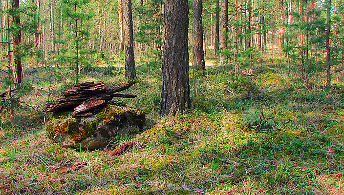 포토 JPG 해외이미지 나무 식물 야생동물 줄기 잎 자연 이끼 풍경 사람없음 야외 초록색 빛 햇빛 걷기 환경 활발 성장 껍질 나뭇가지 소나무 황무지 숲 큼 신비 뿌리 지역 상록수 잡동사니 옛날 해외202004 해외포토 동물 컬러 컨셉 모션 태양 크기 생태계 파일형식 이미지허브