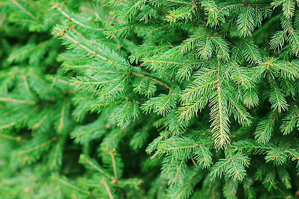 포토 JPG 해외이미지 나무 식물 계절 백그라운드 잎 크리스마스 자연 추상 사람없음 야외 목재 초록색 나뭇가지 신선 소나무 화려 숲 날카로움 상록수 침엽수 전나무 가문비나무 해외202004 해외포토 기념일 컬러 컨셉 무늬 재료 생태계 파일형식 이미지허브