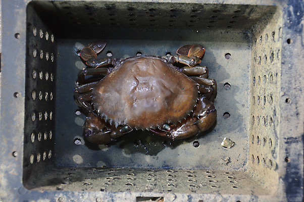 포토 JPG 해외이미지 동물 음식 바다 낚시 조개 서브 육류 요리 사람없음 여름 상자 쌓기 식당 검은색 게 껍질 연못 신선 잡기 균열 먹기 해산물 향신료 잔치 인도네시아 낚시꾼 부드러움 무침 어장 식용 집게발 많음 해외202004 해외포토 계절 아시아 컬러 컨셉 식재료 모션 레저 어패류 갑각류 상점 감각 향미료 파일형식 이미지허브