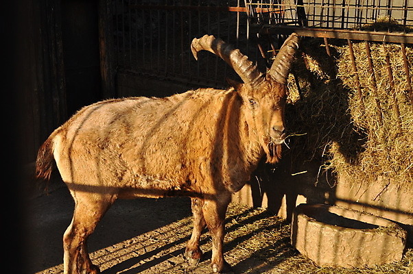 포토 JPG 해외이미지 동물 유럽 야생동물 백그라운드 곡선 포유류 자연 사슴 염소 산 털 뿔 사람없음 머리 양 점성술 양자리 염소자리 내추럴 고립 램 웅장함 초식 스코틀랜드 해외202004 해외포토 나라 선 영국 신체부위 별자리 생태계 파일형식 이미지허브