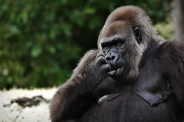 포토 JPG 해외이미지 동물 생각 동물원 사람없음 원숭이 큼 스마트 리더 고릴라 노려봄 해외202004 해외포토 컨셉 포유류 표정 크기 파일형식 이미지허브
