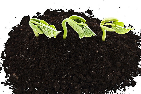 포토 JPG 해외이미지 식물 잎 자연 새로움 콩 3 씨앗 사람없음 초록색 새싹 정원 흙 성장 시작 먼지 해외202004 해외포토 컬러 컨셉 곡류 생태계 파일형식 이미지허브