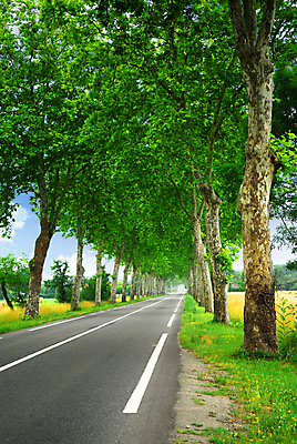 포토 JPG 해외이미지 나무 공원 유럽 도로 길 선 여행 자동차 자연 휴가 풍경 사람없음 야외 초록색 여름 농경지 평화 운전 프랑스 시골 고속도로 주름 아스팔트 장면 남쪽 내추럴 프랑스어 옛날 자동 프로방스 플라타너스 해외202004 해외포토 식물 문자 계절 공공시설 나라 육상교통 컬러 컨셉 교통시설 모션 농장 방향 생태계 파일형식 이미지허브