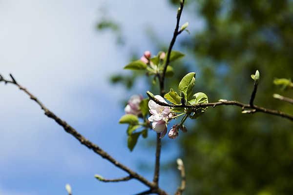 포토 JPG 해외이미지 나무 식물 계절 꽃잎 꽃 줄기 분홍색 백그라운드 잎 꽃무늬 농업 과일 자연 하늘 사람없음 야외 장식 초록색 파란색 새싹 정원 봄 성장 벚꽃 흰색 나뭇가지 시골 신선 개화 체리 사과 과수원 원예 내추럴 고립 꽃수술 해외202004 해외포토 산업 컬러 무늬 취미 생태계 파일형식 이미지허브