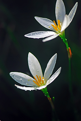 포토 JPG 해외이미지 식물 꽃 백그라운드 사람없음 흰색 우아함 내추럴 해외202004 해외포토 컬러 컨셉 파일형식 이미지허브