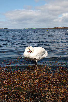 포토 JPG 해외이미지 동물 1 호수 야생동물 바다 자연 조류 엄마 낚시 사랑 서기 사람없음 야외 물 파란색 강 반사 평화 환경 침묵 봄 자유 흰색 하트 보트 해조류 우아함 순수 깃털 싱글 백조 아일랜드 물새 계산서 내추럴 고립 다시마 단아함 무료 해외202004 해외포토 자연요소 모양 계절 감정 유럽 컬러 컨셉 배_교통 가족 모션 레저 소리 해양식물 생태계 파일형식 이미지허브