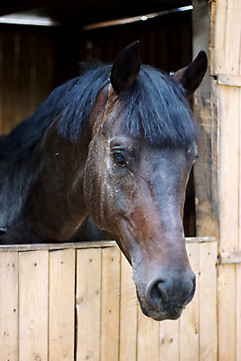 포토 JPG 해외이미지 동물 외관 십자가 창문 포유류 자연 사람없음 옆모습 반려동물 농장 갈색 머리 문 검은색 목장 펼침 흰색 시골 만 승차 오두막 대문 갈기 가뭄 재판 조랑말 헛간 외양간 경보 방목장 총구 판잣집 해외202004 해외포토 뷰포인트 컬러 농업 모션 날씨 주택 신체부위 말_동물 생태계 법 저장고 파일형식 이미지허브