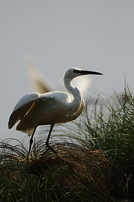 포토 JPG 해외이미지 동물 야생동물 아프리카 자연 조류 갈대 앉기 사람없음 흰색 깃털 부리 계산서 보츠와나 해외202004 해외포토 식물 나라 컬러 모션 생태계 파일형식 이미지허브