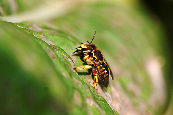 포토 JPG 해외이미지 식물 동물 아이콘 디자인 꽃 야생동물 곤충 꽃무늬 날개 자연 노동자 사람없음 초록색 컬러풀 노란색 정원 검은색 봄 흰색 황금 달콤 벌레 벌 꽃가루 꿀 호박벌 해외202004 해외포토 직업 계절 컬러 무늬 맛 벌_곤충 가루 생태계 파일형식 이미지허브