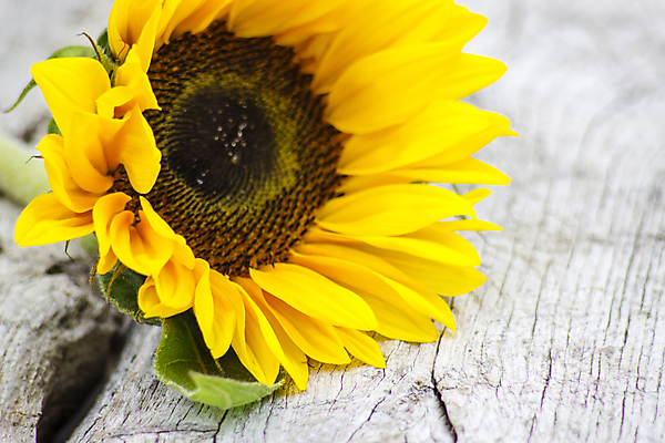 포토 JPG 해외이미지 식물 꽃잎 꽃 백그라운드 탁자 해바라기 프레임 사람없음 목재 가로 여름 컬러풀 태양 갈색 노란색 정원 신선 원형 황금 묘사 원예 질감 내추럴 강렬 옛날 카피스페이스 해외202004 해외포토 자연요소 도형 나무 계절 컬러 가구 재료 취미 공백 파일형식 이미지허브