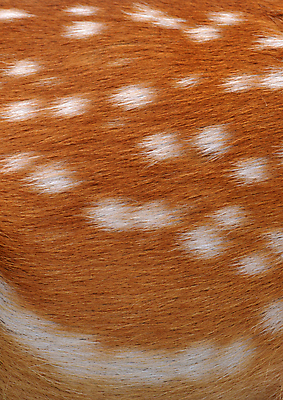 포토 JPG 해외이미지 동물 디자인 야생동물 백그라운드 패턴 오렌지 포유류 자연 추상 사슴 털 사람없음 빨간색 갈색 노란색 흰색 피부 묘사 질감 진짜 해외202004 해외포토 컬러 무늬 과일 신체부위 생태계 파일형식 이미지허브