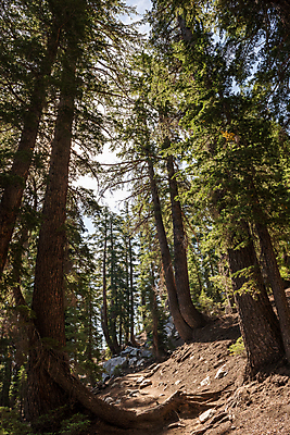 포토 JPG 해외이미지 나무 길 여행 자국 사람없음 하이킹 소나무 숲 캘리포니아 멸종위기동물 내추럴 매머드 해외202004 해외포토 식물 동물 레저 미국 파일형식 멸종위기종 이미지허브