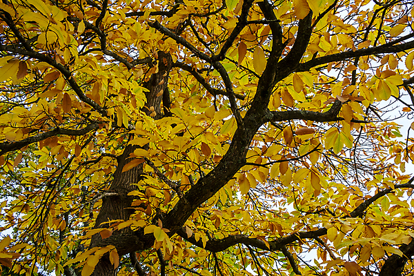 포토 JPG 해외이미지 나무 식물 영어 유럽 단풍 낙엽 잎 오렌지 자연 영국 잉글랜드 풍경 사람없음 초록색 빛 컬러풀 노란색 환경 활발 성장 가을 역사 황금 큼 11월 땅 묘사 유기농 질감 동쪽 정맥 남쪽 내추럴 강렬 서쪽 서식스 해외202004 해외포토 문자 웰빙 계절 나라 컬러 컨셉 과일 날짜 크기 방향 생태계 혈관 파일형식 이미지허브