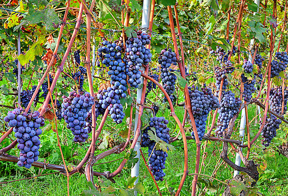 포토 JPG 해외이미지 식물 전통 계절 열매 유럽 음식 줄기 단풍 잎 농업 과일 자연 포도 사람없음 농작물 농장 와인 이탈리아 수확 가을 시골 땅 포도밭 장면 포도나무 산기슭 내추럴 숙성 양조 피에몬테 세련 해외202004 해외포토 나라 산업 밭 산 주류 과일나무 생태계 파일형식 이미지허브