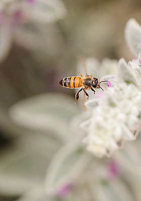 포토 JPG 해외이미지 식물 꽃 곤충 자연 사람없음 초록색 농장 정원 봄 꿀벌 꽃가루 자루 꿀 벌집 내추럴 밭일 양봉 해외202004 해외포토 동물 계절 컬러 농업 벌_곤충 가루 생태계 파일형식 이미지허브