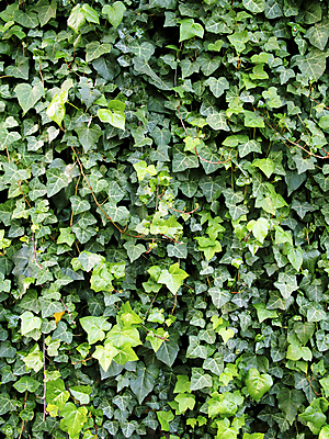 포토 JPG 해외이미지 나무 식물 벽 백그라운드 단풍 잎 자연 사람없음 초록색 환경 봄 성장 아이비 내추럴 해외202004 해외포토 계절 컬러 생태계 파일형식 이미지허브