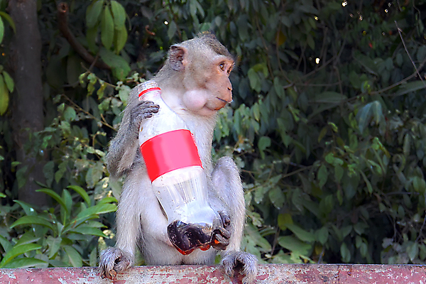 포토 JPG 해외이미지 동물 남자 아시아 얼굴 야생동물 음식 여행 2 과일 포유류 가족 모션 아프리카 태국 자연 바나나 종류 앉기 성인 사람없음 야외 초록색 환경 회색 원숭이 표현 잡기 숲 작음 열대우림 모피 먹기 배고픔 꼬리 인도네시아 캄보디아 내추럴 해외202004 해외포토 나라 컬러 관계 사람 신체부위 크기 생태계 파일형식 이미지허브