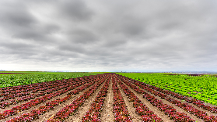 포토 JPG 해외이미지 잡화 음식 농업 채소 재료 하늘 사람없음 야외 농작물 농장 수확 신선 시장 캘리포니아 해외202004 해외포토 산업 미국 파일형식 이미지허브