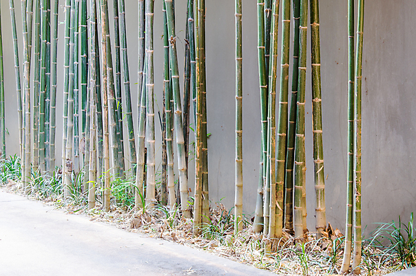포토 JPG 해외이미지 나무 식물 줄기 백그라운드 잎 자연 사람없음 초록색 정원 일본 중국 성장 나뭇가지 숲 대나무 동쪽 내추럴 해외202004 해외포토 아시아 컬러 방향 생태계 파일형식 이미지허브