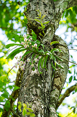 포토 JPG 해외이미지 식물 꽃잎 꽃 분홍색 잎 꽃무늬 자연 사람없음 초록색 컬러풀 봄 벚꽃 내추럴 해외202004 해외포토 계절 컬러 무늬 생태계 파일형식 이미지허브