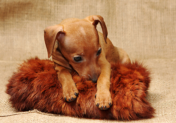 포토 JPG 해외이미지 스튜디오촬영 동물 포유류 실내 사람없음 빨간색 반려동물 갈색 가축 미니어처 개 강아지 작음 만족 송곳니 기르기 미니 유래 해외202004 해외포토 감정 컬러 내부 모형 치아 크기 돌봄 파일형식 이미지허브