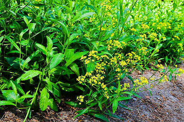 포토 JPG 해외이미지 식물 계절 꽃잎 꽃 줄기 백그라운드 잎 꽃무늬 밭 자연 풍경 사람없음 야외 초록색 여름 빛 햇빛 태양 노란색 환경 정원 맑음 화목 침묵 봄 성장 벚꽃 시골 신선 개화 부드러움 내추럴 해외202004 해외포토 자연요소 컬러 컨셉 무늬 농업 날씨 소리 감각 생태계 파일형식 이미지허브