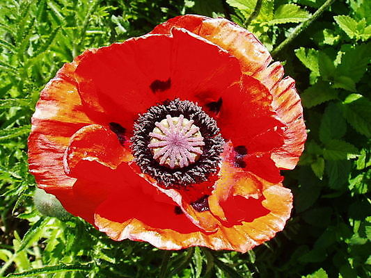 포토 JPG 해외이미지 식물 꽃잎 꽃 자연 사람없음 빨간색 양귀비 해외202004 해외포토 컬러 생태계 파일형식 이미지허브