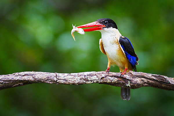 포토 JPG 해외이미지 동물 응시 아시아 야생동물 음식 날개 태국 자연 조류 생물 어류 서기 동양인 사람없음 야외 빨간색 초록색 파란색 컬러풀 햇빛 머리 환경 검은색 흰색 나뭇가지 잡기 황무지 보호 숲 먹이 열대우림 깃털 부리 사냥꾼 목 내추럴 경보 물총새 해외202004 해외포토 나무 직업 시선 나라 컬러 컨셉 모션 인종 신체부위 태양 수중동물 생태계 파일형식 이미지허브