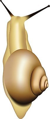 EPS 해외이미지 동물 패턴 일러스트 자연 생물 연체동물 안테나 나선형 갈색 정원 껍질 미끄러짐 달팽이 덮기 촉수 느림 기어가기 고립 민달팽이 어려움 끈적임 해외202004 해외일러스트 컬러 무늬 통신 모션 무척추동물 생태계 파일형식 벡터 달팽이_동물 이미지허브