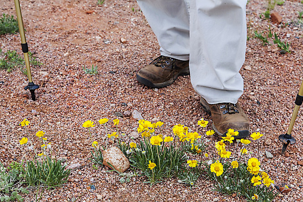 포토 JPG 해외이미지 발 건조 사람없음 빨간색 노란색 봄 들꽃 사막 사암 콜로라도 하이커 해외202004 해외포토 계절 꽃 컬러 여행 신체부위 미국 돌_바위 파일형식 이미지허브