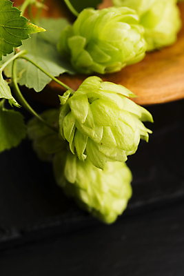 포토 JPG 해외이미지 잎 검은배경 실내 사람없음 아웃포커스 나무접시 해외202004 홉 해외포토 식물 접시 백그라운드 촬영기법 내부 검은색 파일형식 이미지허브