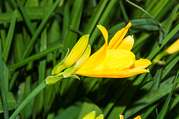 포토 JPG 해외이미지 식물 계절 꽃잎 꽃 꽃무늬 자연 사람없음 야외 초록색 여름 컬러풀 노란색 정원 봄 벚꽃 백합 원예 꽃가루 내추럴 꽃수술 해외202004 해외포토 컬러 무늬 취미 가루 생태계 파일형식 이미지허브