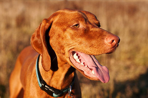 포토 JPG 해외이미지 동물 사람없음 야외 가로 초록색 반려동물 갈색 사진촬영 개 송곳니 충고 해외202004 해외포토 컬러 포유류 촬영 치아 파일형식 이미지허브