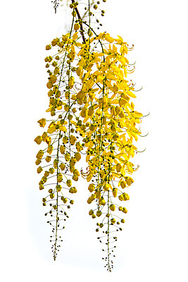 포토 JPG 해외이미지 나무 식물 디자인 꽃 백그라운드 꽃무늬 자연 표면 미술 사람없음 장식 여름 노란색 새싹 벚꽃 흰색 나뭇가지 황금 크림 묘사 신성 샤워실 케랄라주 해외202004 해외포토 계절 컬러 무늬 문화예술 인도_나라 생태계 샤워시설 파일형식 이미지허브