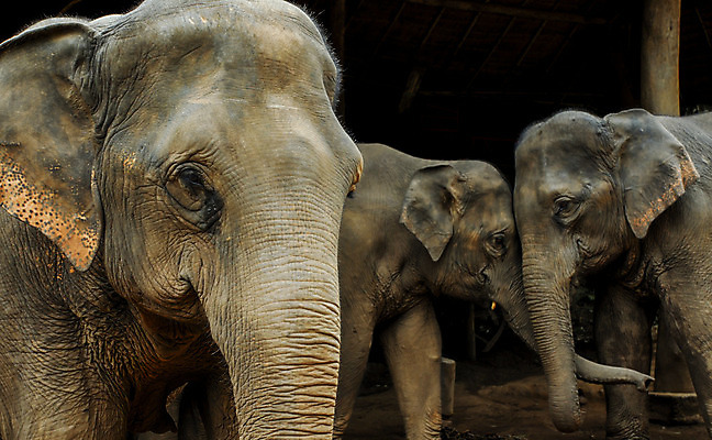 포토 JPG 해외이미지 동물 공원 아시아 야생동물 여행 포즈 포유류 가족 관계 자연 엄마 휴가 코끼리 함께함 3 동양인 사람없음 야외 옆모습 평화 환경 힘 터치 시골 체험 큼 사파리 귀 전국 해외202004 해외포토 공공시설 나라 뷰포인트 컨셉 인종 신체부위 크기 생태계 파일형식 이미지허브