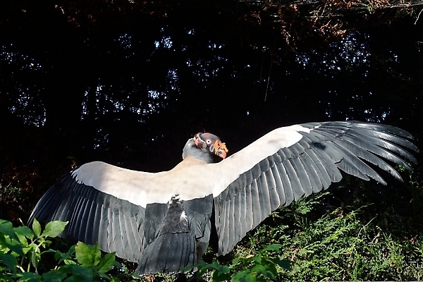 포토 JPG 해외이미지 야생동물 자연 조류 사람없음 빨간색 머리 검은색 흰색 왕 깃털 부리 육식동물 내추럴 특별함 못생김 해외202004 해외포토 동물 컬러 컨셉 신체부위 생태계 파일형식 이미지허브