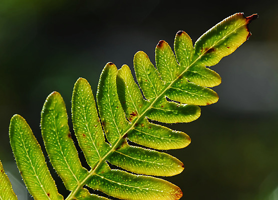 포토 JPG 해외이미지 식물 꽃 백그라운드 잎 패턴 자연 사람없음 초록색 환경 정원 봄 보호 질감 양치류 해외202004 해외포토 계절 컬러 컨셉 무늬 생태계 파일형식 이미지허브