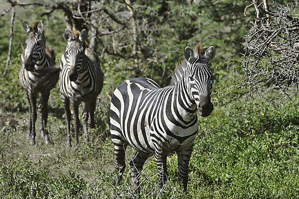 포토 JPG 해외이미지 동물 응시 공원 야생동물 여행 백그라운드 패턴 포유류 아프리카 자연 초식동물 생물 건조 털 종류 서기 사람없음 야외 검은색 줄무늬 흰색 쌍 그룹 황무지 방목 사파리 피부 질감 얼룩말 케냐 동물상 사바나 세렝게티 이국적 전국 탄자니아 해외202004 해외포토 시선 공공시설 나라 컬러 무늬 모션 신체부위 조형물 말_동물 축산업 생태계 파일형식 이미지허브