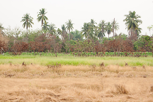 포토 JPG 해외이미지 식물 백그라운드 꽃무늬 패턴 밭 자연 하늘 추상 바닥 건조 풍경 사람없음 야외 초록색 물 여름 파란색 빛 태양 농장 갈색 노란색 환경 정원 봄 가을 시골 죽음 신선 황금 질감 가뭄 밀짚 내추럴 땅바닥 해외202004 해외포토 자연요소 계절 꽃 컬러 무늬 농업 날씨 짚 생태계 파일형식 이미지허브