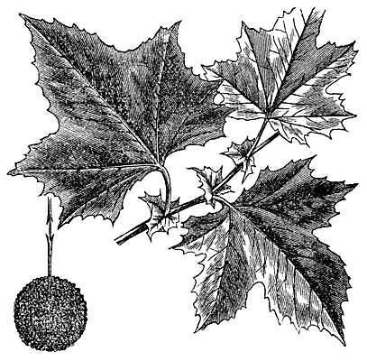 EPS 해외이미지 나무 식물 꽃 잎 꽃무늬 과일 일러스트 미술 씨앗 검은색 수확 골동품 흰색 개화 그림 뿌리 판화 대패 옛날 플라타너스 해외202004 해외일러스트 컬러 무늬 농업 문화예술 파일형식 벡터 이미지허브