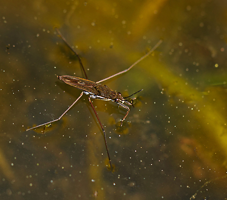 포토 JPG 해외이미지 계절 야생동물 곤충 잉글랜드 사람없음 정원 연못 4월 서식스 해외202004 해외포토 동물 영국 날짜 파일형식 이미지허브