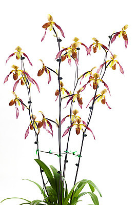 포토 JPG 해외이미지 식물 꽃잎 꽃 백그라운드 자연 슬리퍼 사람없음 야외 장식 초록색 갈색 노란색 환경 정원 봄 벚꽃 흰색 신선 난초 우아함 보호 싱글 생태계 내추럴 고립 생태학 온실 해외202004 해외포토 계절 교육 컬러 신발 컨셉 파일형식 이미지허브