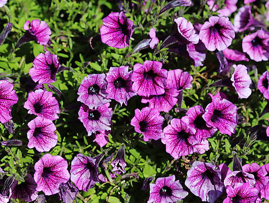 포토 JPG 해외이미지 식물 공원 꽃잎 꽃 분홍색 백그라운드 꽃무늬 자연 사람없음 야외 장식 빨간색 장미 정원 보라색 봄 벚꽃 흰색 개화 허브 원예 러시아 잡종 내추럴 피튜니아 해외202004 해외포토 계절 공공시설 유럽 컬러 무늬 취미 생태계 파일형식 이미지허브